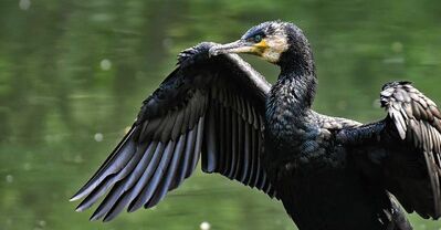 Immer mehr Kormorane am See